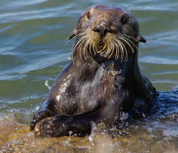photo of Sea Otters’ Tool Use Leaves Behind Distinctive Archaeological Evidence image