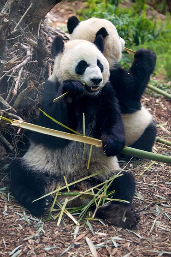 Environmental News Network Panda Monium New Calgary Zoo Residents