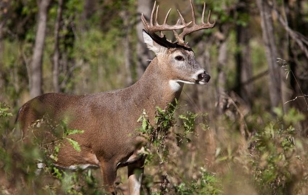 photo of Scientists unearth soil property that combats chronic wasting disease image