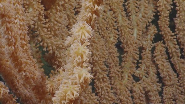photo of Coral skeletons teach NOAA about the past ocean image