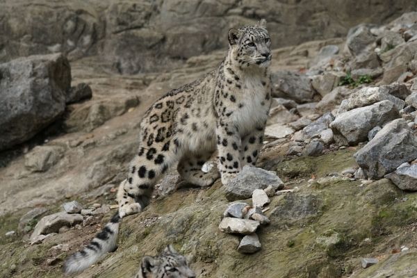 Environmental News Network - How a Mongolian Activist Is Helping Snow  Leopards and Herders Coexist