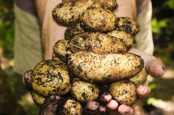 The Search for the Super Potato – Scientists Create Potato Super