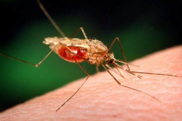 UNC researchers discover how body temperature wrecks potential dengue, Zika  vaccine