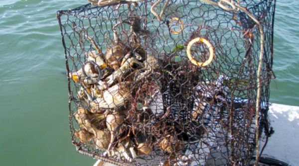 Environmental News Network - Student-Developed App Will Help Public Remove  Derelict Crab Traps