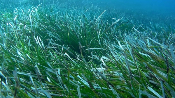 Vast Amounts of Sugars Discovered Underneath Seagrass Meadows in